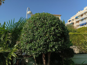 Photo de galerie - Taille 