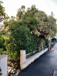 Photo de galerie - Taille de haies et d'arbustes