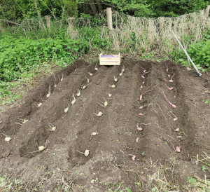 Photo de galerie - Je vous aide à créer votre potager, par exemple de beaux rangs de patates.