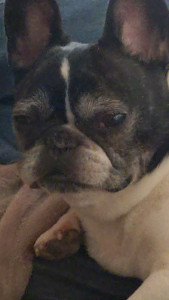 Photo de galerie - Bouledogue 