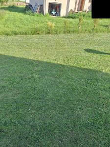 Photo de galerie - Tonte de pelouse - Débroussaillage