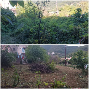 Photo de galerie - Tonte de pelouse - Débroussaillage