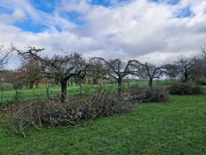 Photo de galerie - Taille de arbre fruttiés 