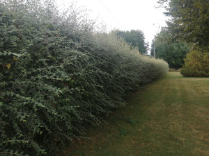 Photo de galerie - Abattage d'une haie, longueur 50 mètres
(Avant) 