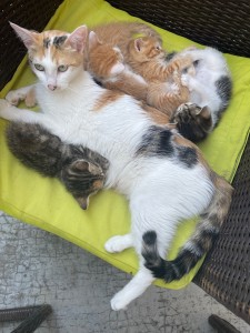 Photo de galerie - Garde d’un chat avec ses petits au domicile de leur maîtresse 