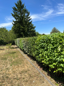 Photo de galerie - Taille de haie