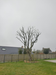 Photo de galerie - Une taille de frêne avec débitage du bois et rangement à son pied.