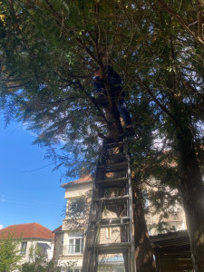 Photo de galerie - Élagage d’un sapin