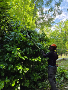Photo de galerie - Taille de haies et d'arbustes