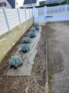 Photo de galerie - Résultat presque terminé avec toile de paillage et nouveau plant de lavande reste les cailloux blanc de décoration a mettre 