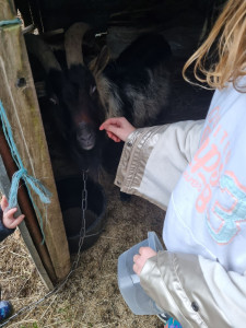 Photo de galerie - Garde animaux