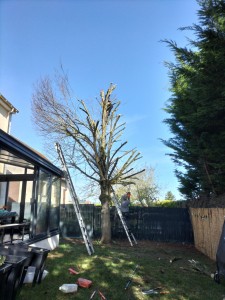 Photo de galerie - Elagage et coupe d'arbres
