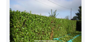 Photo de galerie - Entretien, élagage et coupe arbre