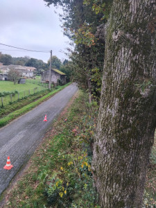 Photo de galerie - Elagage et coupe d'arbres