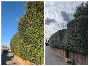 Photo de galerie - Taille de haies et d'arbustes