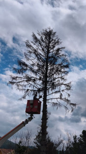 Photo de galerie - élagage 