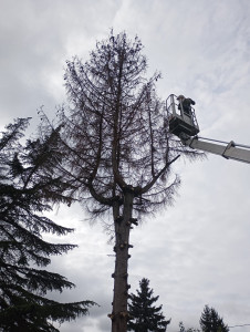 Photo de galerie - élagage