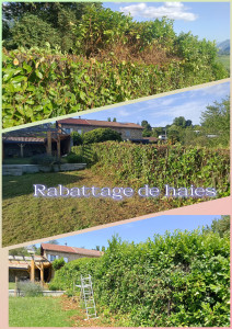 Photo de galerie - Taille et rabattage de haie selon l'espèce et la saison 