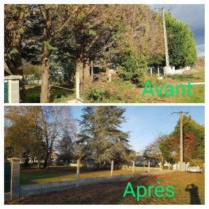 Photo de galerie - Coupe d arbre