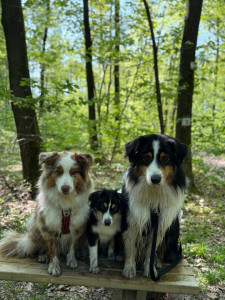 Photo de galerie - Garde animaux