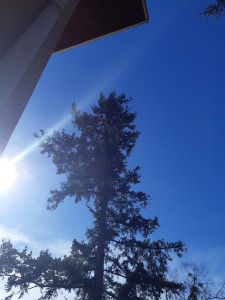 Photo de galerie - Elagage et coupe d'arbres