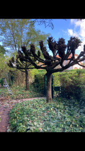 Photo de galerie - Elagage et coupe d'arbres