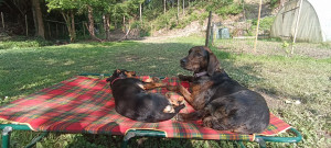 Photo de galerie - Garde chien