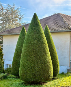 Photo de galerie - Taille en cônes 