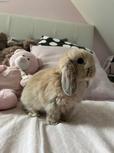 Photo de galerie - Perle.    