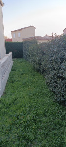 Photo de galerie - Elagage et coupe d'arbres