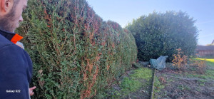 Photo de galerie - Elagage et coupe d'arbres