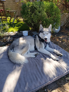 Photo de galerie - Garde à la maison de la belle husky Kira