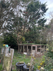 Photo de galerie - Elagage et coupe d'arbres
