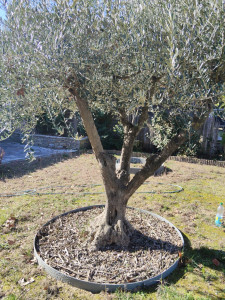 Photo de galerie - Entretien et taille des oliviers