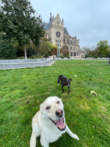 Photo de galerie - Django et koda aux halles