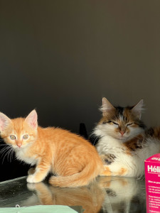 Photo de galerie - Maman et ces bébés ?