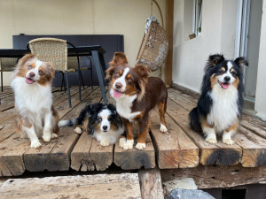 Photo de galerie - Garde chien 