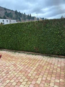 Photo de galerie - Taille de haie