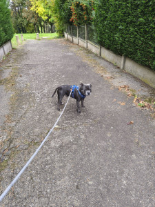 Photo de galerie - Promenade d'un staffie.