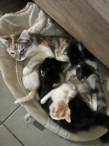 Photo de galerie - Chat