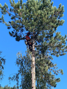 Photo de galerie - Démontage d’un pin 