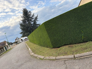 Photo de galerie - Taille de thuyas 