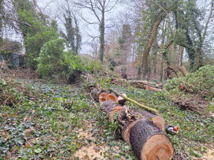 Photo de galerie - élagage et abattage d arbres rognage de souche 