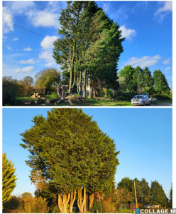 Photo de galerie - Abattage d'un grand cyprès de plus de 20m 