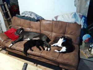 Photo de galerie - Chat, Chien, Poule...