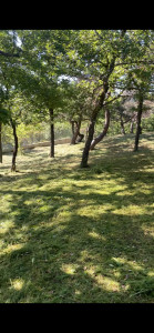 Photo de galerie - Entretien d'un petit bois