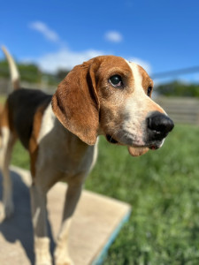 Photo de galerie - Garde de chien 