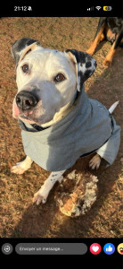 Photo de galerie - Béno est un dogue argentin croisé dalmatien de 2013, il est castré. Au niveau de ses ententes il adore ses congénères et est toujours partant pour une partie de jeu