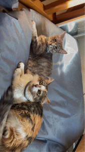Photo de galerie - Mes Chats 