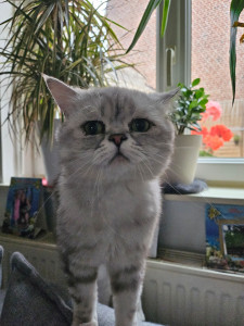 Photo de galerie - Je vous présente mon deuxième chat max il est doux et s entend tres bien avec les autres animaux 